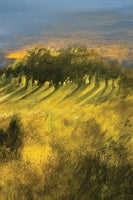 Into the Woods: A Blank Journal with art by Jeffrey Scherer